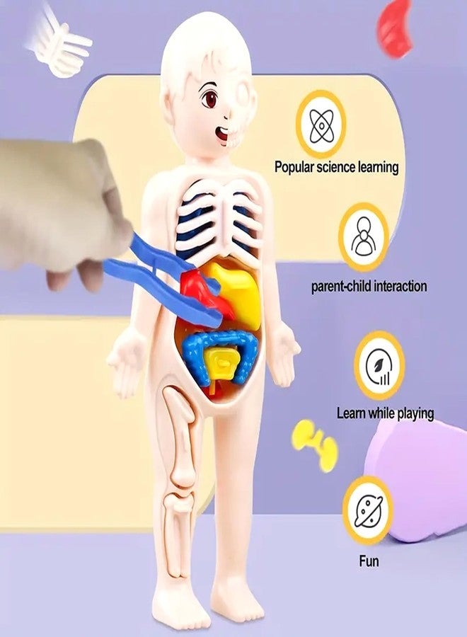 Kidology مجموعة تركيب نماذج أحجية تشريحية ثلاثية الأبعاد من كيدولوجي، ألعاب تعليمية مبكرة يمكنك تركيبها بنفسك، أدوات تعليمية لأعضاء جسم الإنسان للأطفال، مجموعات ألعاب تعليمية للأطفال - Image 5